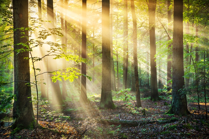 Header image 2